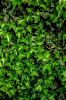 Lush green ivy leaves create a vibrant botanical texture in this close-up image, perfect for nature themes.